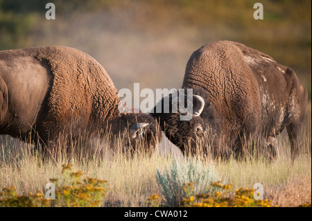 Due tori bison (Bison bison) battaglia su una mucca durante la routine, nazionali gamma Bison Foto Stock