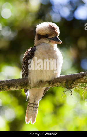 Ridendo Kookaburra, Dacelo novaeguineae, Australia Foto Stock