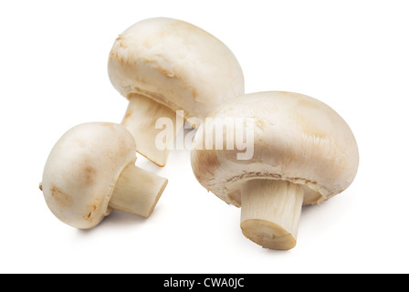 Pulsante (funghi Agaricus bisporus) isolato su bianco Foto Stock