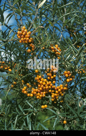 Bacche di olivello spinoso (Hippophae rhamnodes) Foto Stock