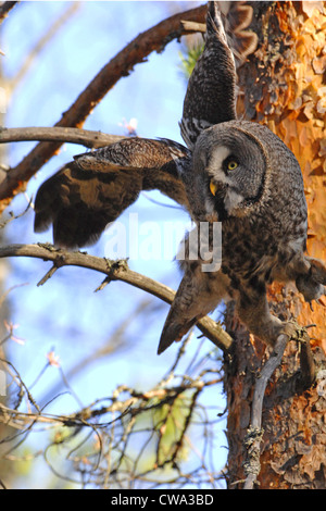 Grande gufo grigio, strix nebulosa, nel treeof la Carelia forest Foto Stock