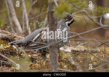 Maschio adulto di francolino di monte(Bonasa bonasia) hen seduta in ambiente forestale, in aprile, Foto Stock