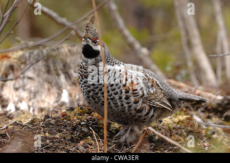 Maschio adulto di francolino di monte(Bonasa bonasia) hen seduta nella foresta environnement, Foto Stock