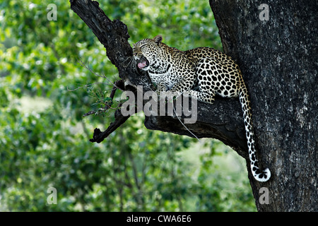 Leopard ( Panthera pardus ) su un ramo di albero sbadigli, Kruger National Park, Sud Africa Foto Stock