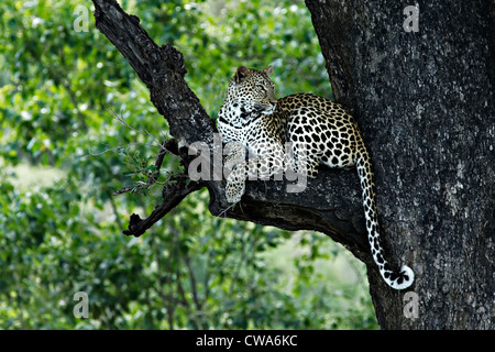 Leopard ( Panthera pardus ) posa su un ramo di albero, Kruger National Park, Sud Africa Foto Stock