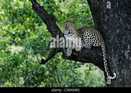 Leopard ( Panthera pardus ) posa su un ramo di albero, Kruger National Park, Sud Africa Foto Stock