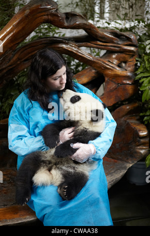 Donna che mantiene 6 mese vecchio Panda Gigante a Chengdu Panda allevamento Centro di Ricerca Foto Stock