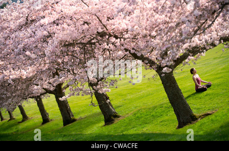 La donna nella posizione del loto sotto gli alberi di ciliegio Foto Stock