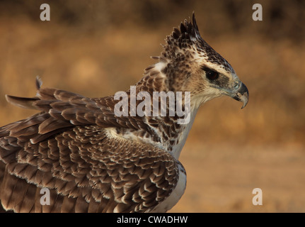 Giovane Aquila Marziale, Kgalagadi Parco transfrontaliero, Africa Foto Stock