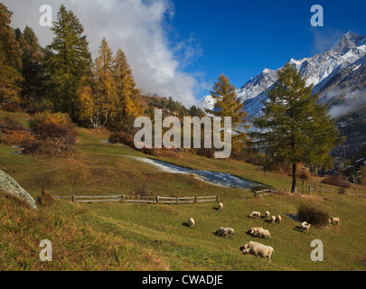 Pecore in prato in Zermatt, Svizzera Foto Stock