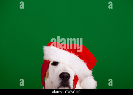 Ritratto di un Labrador Retriever con un cappello da Babbo Natale isolata su uno sfondo verde Foto Stock