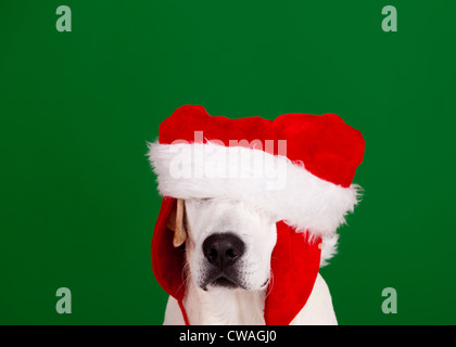 Ritratto di un Labrador Retriever con un cappello da Babbo Natale isolata su uno sfondo verde Foto Stock