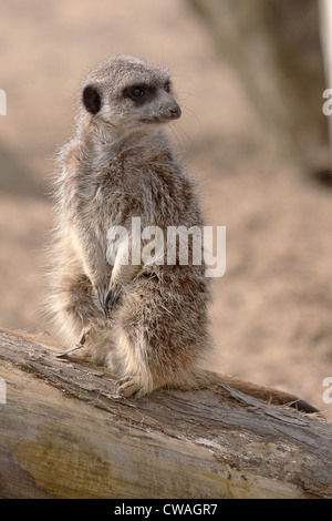 Alert meerkat seduto su un log Foto Stock