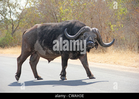 Buffalo fissando come egli cammina su strada Foto Stock