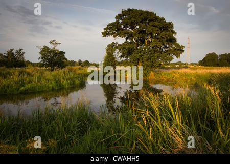 Acqua Papercourt prati lungo il fiume Wey. No. Ripley, Surrey, Regno Unito. Foto Stock
