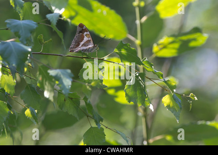Viola imperatore butterfly (Apatura iris) di appoggio nel nocciolo. Bookham comune, Surrey, Regno Unito. Foto Stock
