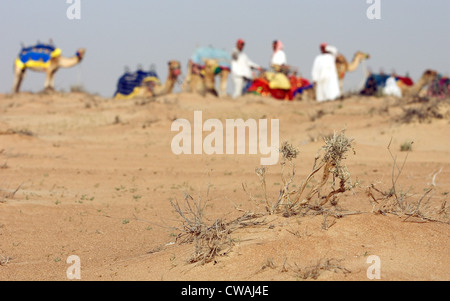 Dubai, degli uomini con i loro cammelli nel deserto Foto Stock