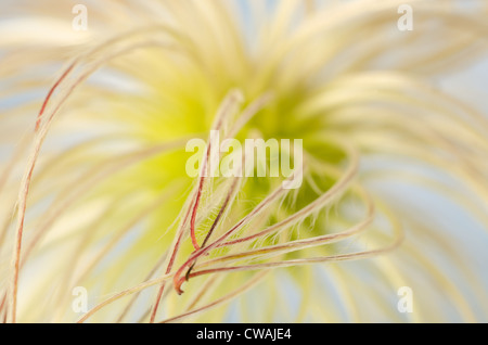 Attraente la clematide scalatore wispy fluffy soft teste di seme sottile filo di dispersione del vento Foto Stock