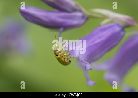 Curculione di ortica (Phyllobius pomaceus) su bluebell. Surrey, Regno Unito. Foto Stock