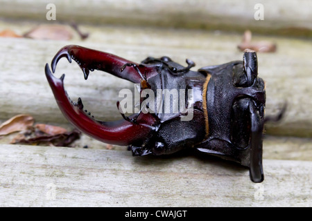 Decapitato stag beetle (lucanus cervus). Surrey, Regno Unito. Foto Stock