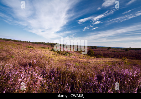 Colline coperte con il colore rosa fioritura heather Foto Stock