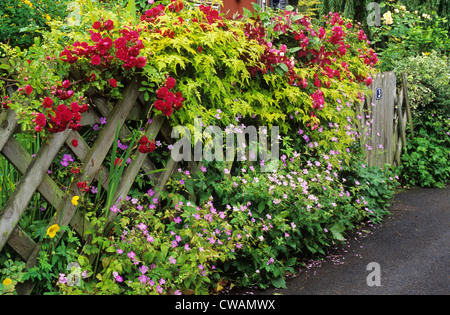 Trellis con rose rampicanti, giardino frontale Picket Fence red rose arrampicatori arrampicata rosa viola fiore fiori piante giardini Foto Stock