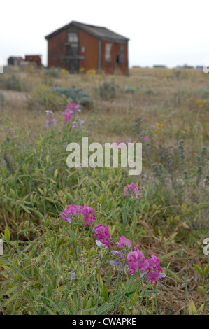 Perpetua di piselli dolci sulla spiaggia di Dungeness Foto Stock