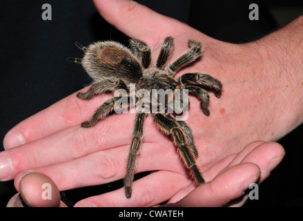 Un cileno capelli rosa tarantola (Grammostola rosea) esamina sulla mano del una guida al bug insectropolis museum Foto Stock