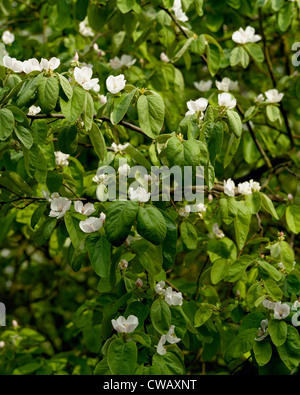 Fiore di mela cotogna tree Cydonia oblonga varietà Vranja Foto Stock