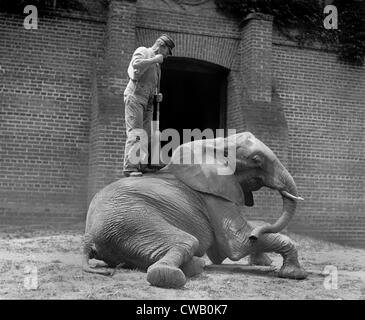 Un elefante trainer e Jumebina l'elefante, 1922. Foto Stock