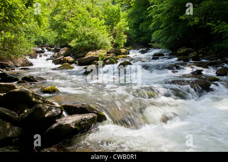 Il fiume Lyn (Est) lungo il percorso verso Watersmeet vicino Lynmouth, North Devon, Inghilterra, Regno Unito Foto Stock