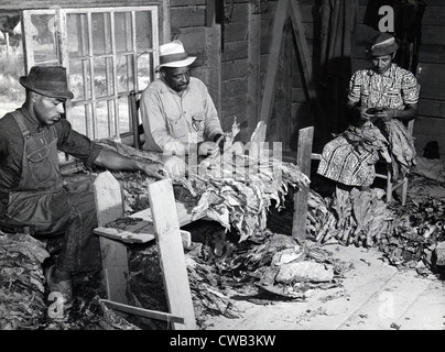 Una famiglia americana africana di agricoltori, titolo originale: "A.C. Corbett, sua moglie e figlio di stripping e la classificazione del tabacco in un Foto Stock