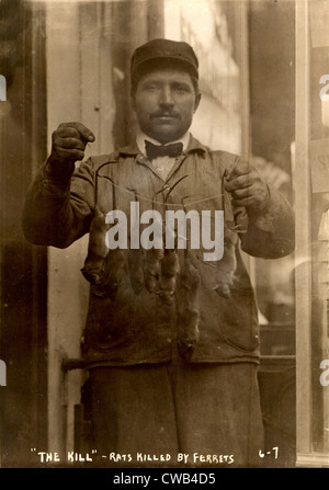 New York, ratto catcher, recita: 'l'uccidere - ratti sono stati uccisi mediante furetti", 1908. Foto Stock