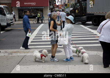 Due vecchie Newyorkesi chat sulla Lexington Avenue a 57th St. con gatti in punta. Foto Stock