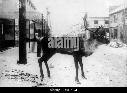 Tassidermia, ripieni di renne sulla strada, una macelleria segno, Dawson, Yukon Territory, Canada, fotografia, circa 1900-1923 Foto Stock