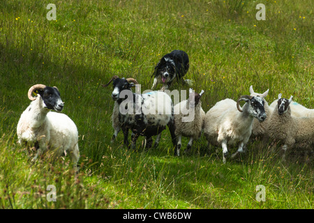 Pecore imbrancandosi sul bordo del villaggio di Carrick in sud Donegal, Repubblica di Irlanda. Foto Stock