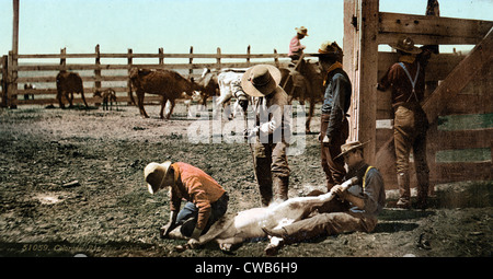 Bovini round up, branding vitelli, Colorado, photochrom, 1898 Foto Stock