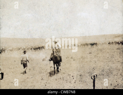 Il movimento serpeggiante in un vitello. Un Texas cowboy a cavallo di un vitello su una corda e un altro cowboy camminare verso il vitello durante un branding Foto Stock