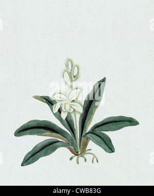 Colore inchiostro disegno raffigurante orchid (possibilmente un gin-ran) con fiori di colore bianco con verde lungo le fronde, 1870s Foto Stock