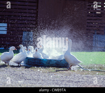 EMBDEN Oche, PEKIN E ROUEN ANATRE Foto Stock