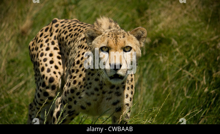 Ghepardo Acinonyx jubatus stalking preda guardando la fotocamera Foto Stock
