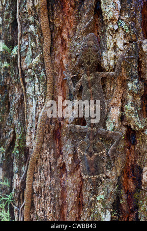 Foglia meridionale-tailed Gecko Saltuarius swaini - noto anche come Swain la foglia-tailed Gecko, Barrington Tops NSW, Australia Foto Stock