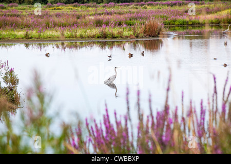 Prato acqua a Wildfowl & Wetlands Trust, Barnes, Londra, Inghilterra, Regno Unito con airone cinerino (Ardea cinerea) e altri uccelli acquatici Foto Stock