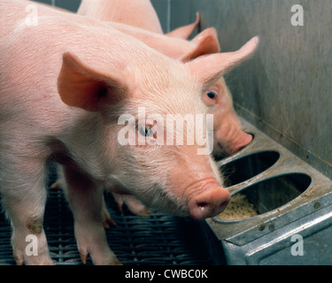 20-25 lb., 4 settimana suini alimentatore / PENNSYLVANIA Foto Stock
