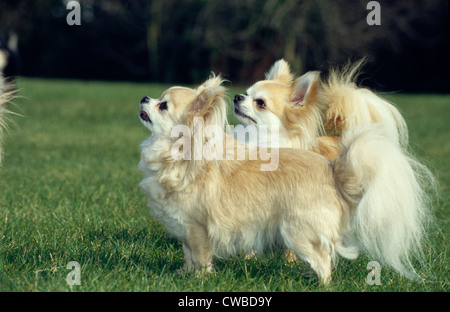 Vista laterale di una coppia di capelli lunghi chihuahuas Foto Stock