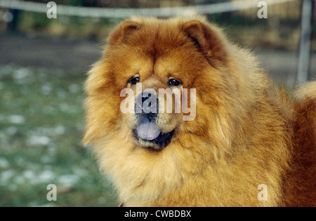 Close-up di adorabile Chow Chow in piedi in cantiere Foto Stock