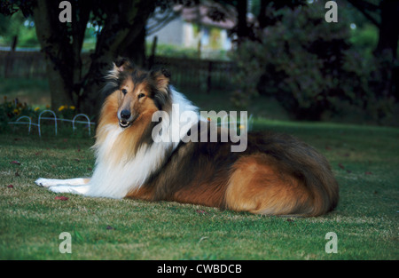 Collie ruvida / Irlanda Foto Stock