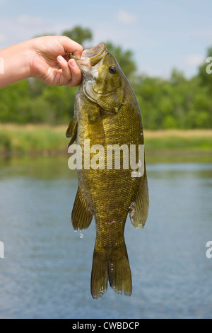 Spigola di Smallmouth Foto Stock