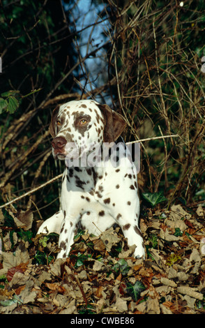 Dalmata adulto seduto fuori mucchio di foglie/ Inghilterra Foto Stock