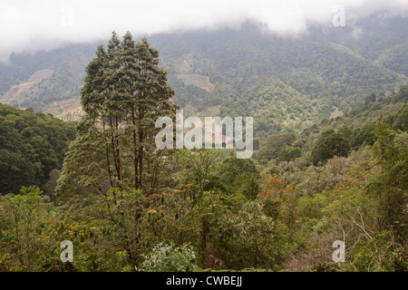 Vista della vallata e cloud-coperto collina boschiva vicino al fiume Savegre, San Gerardo de Dota, Costa Rica. Foto Stock